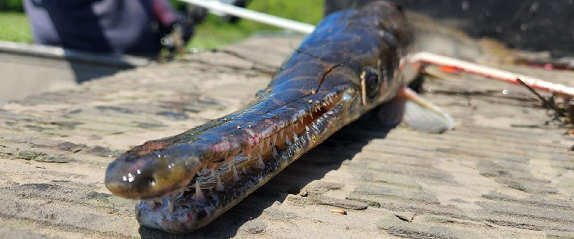 Bow Fishing Charters