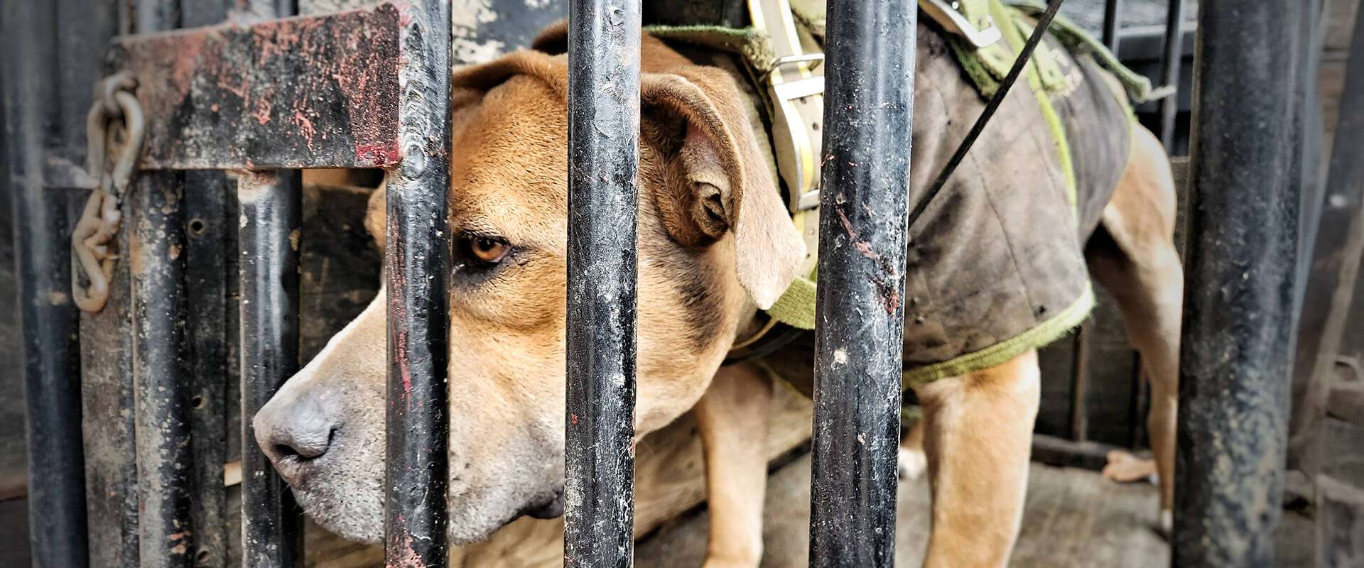 Hog Dog Hunt With Dogs & Knives