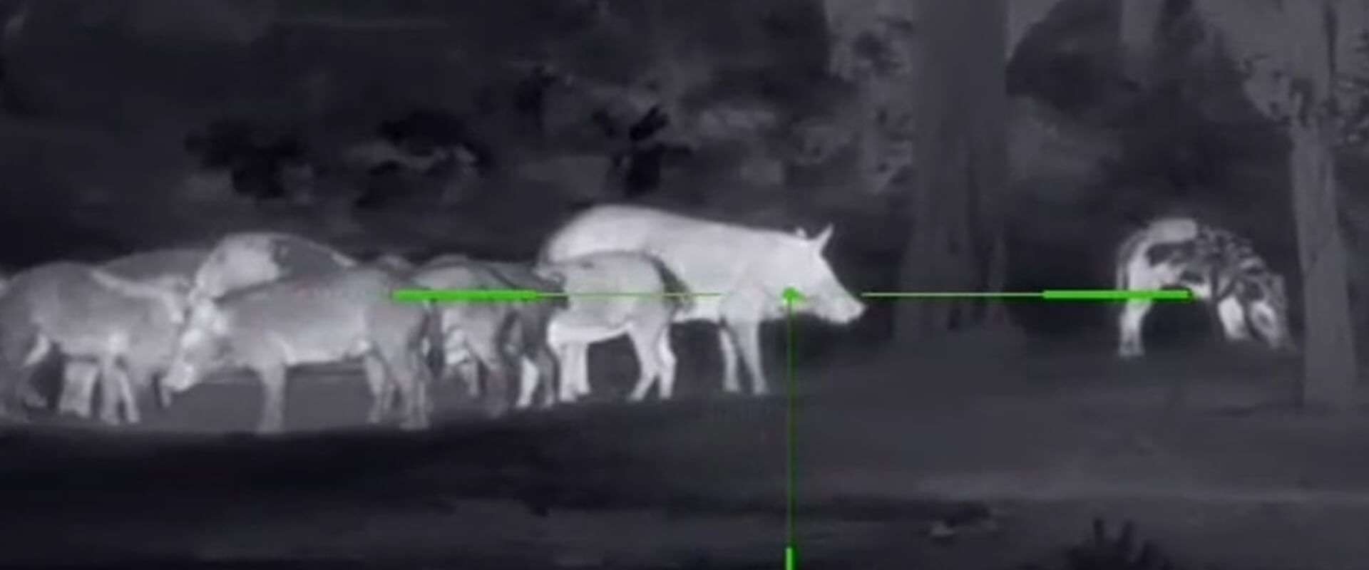 Thermal Hog Hunting in Texas