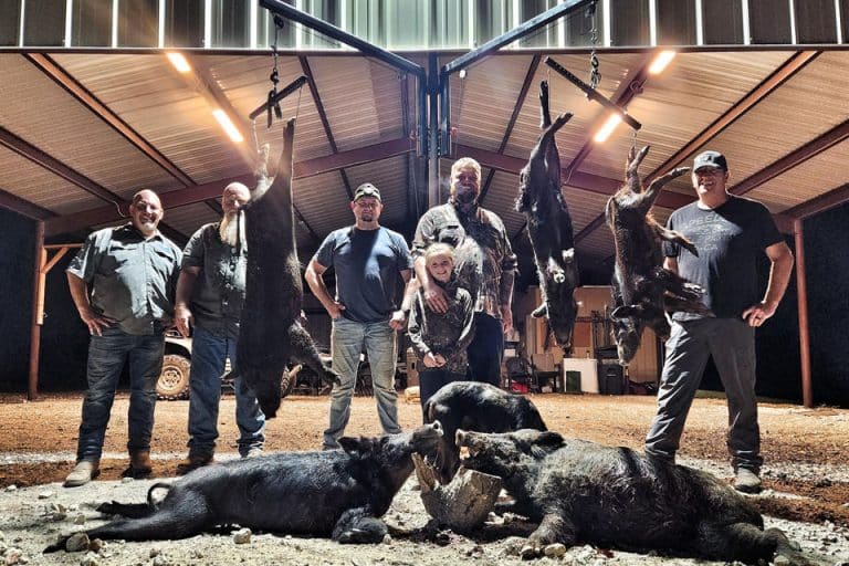 Hog Dog Hunt With Dogs and Knives Team Swamp Stomp