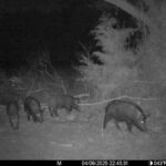 spring-summer-2025-hog-hunting-report1