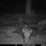 spring-summer-2025-hog-hunting-report2
