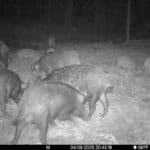spring-summer-2025-hog-hunting-report3