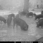 spring-summer-2025-hog-hunting-report4
