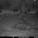 spring-summer-2025-hog-hunting-report5