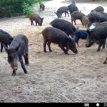 spring-summer-2025-hog-hunting-report6